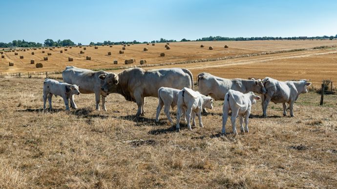 Canicules, sécheresse, incendies : un plan global pour ne laisser aucun agriculteur seul