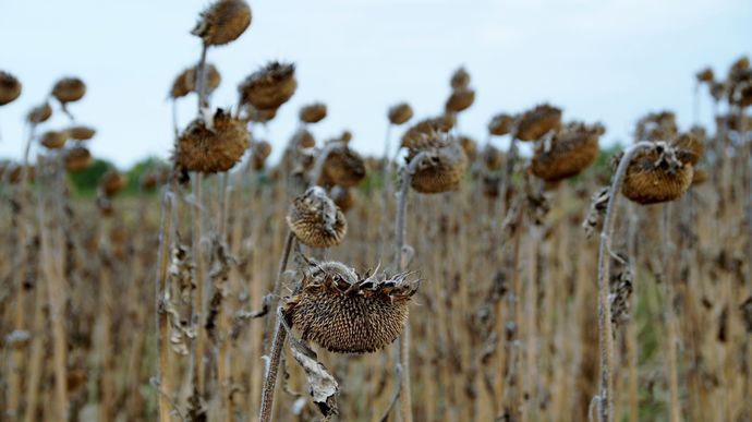 Tournesol : les premières récoltes n’ont rien d’un rayon de soleil !