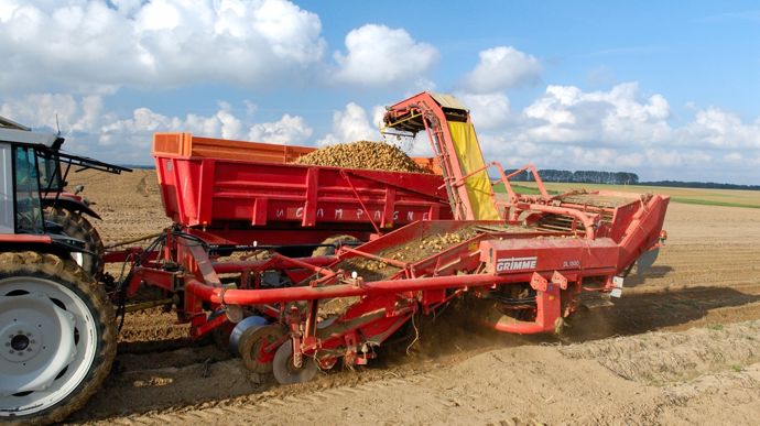 Pommes de terre : une récolte 2026 sous pression, entre recul des surfaces et aléas climatiques