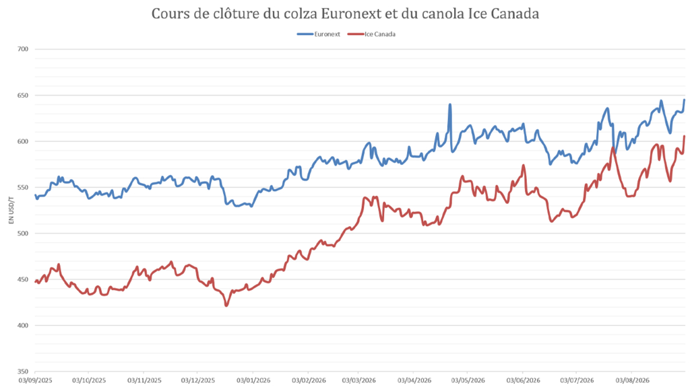 Le canola canadien perd en compétitivité