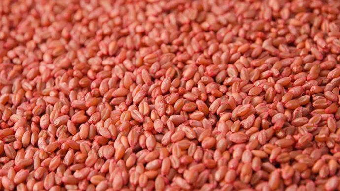Céréales à paille : évaluer la qualité germinative des semences de ferme