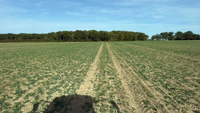 Colzas peu vigoureux, redoubler d’attention vis-à-vis des ravageurs