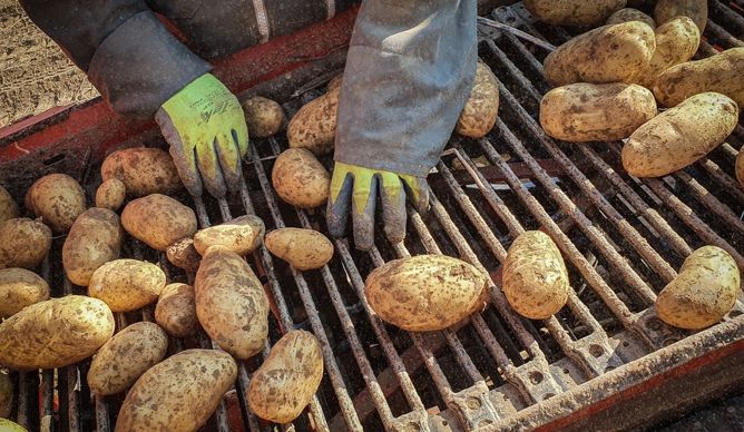 Les producteurs de pommes de terre veulent peser dans les négos