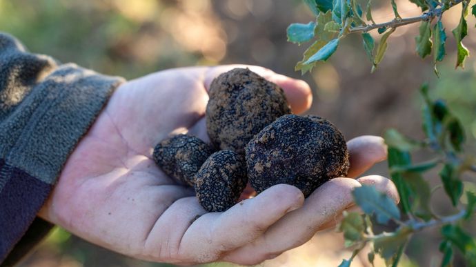 Et si la truffe trouvait une place sur votre exploitation ?