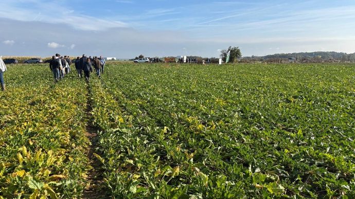 Jaunisse de la betterave : les plantes compagnes confirment leur intérêt
